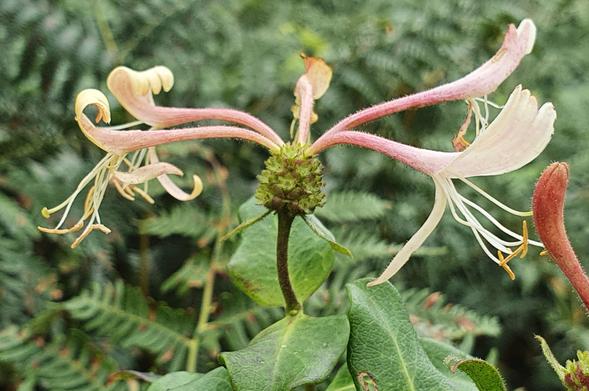 Chèvrefeuille des Bois
Lonicera periclymenum