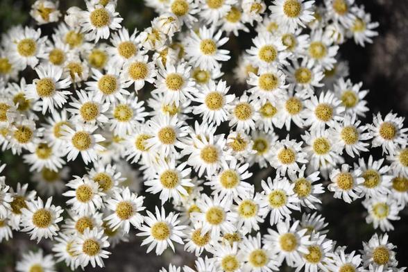 La photo montre un ensemble dense de petites fleurs blanches appartenant à l’espèce Anaphalioides alpina, une plante endémique de Nouvelle-Zélande de la famille des Asteraceae.

Les fleurs sont très nombreuses, serrées les unes contre les autres, couvrant presque tout le cadre.
Chaque fleur ressemble à une petite marguerite : Pétales fins et étroits, de couleur blanche, disposés en cercle ; Centre rond et légèrement bombé, de couleur jaune pâle tirant parfois vers le beige.
L’ensemble donne une impression de texture légère et vaporeuse, comme un coussin de petites étoiles blanches. La lumière est douce et naturelle, mettant en valeur les détails délicats des pétales. L’arrière-plan est flou, ce qui fait ressortir le bouquet de fleurs au premier plan.