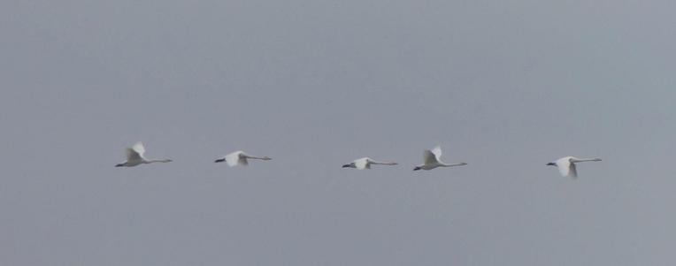 5 Singschwäne fliegen nach rechts