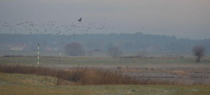 diesige Landschaft, 1 Seeadler, viele aufgescheuchte Enten, ein bißchen Elbe