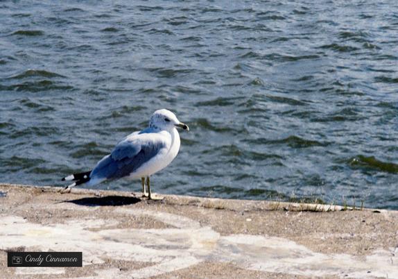 Goéland sur le quai. Photographie par Cindy Cinnamon