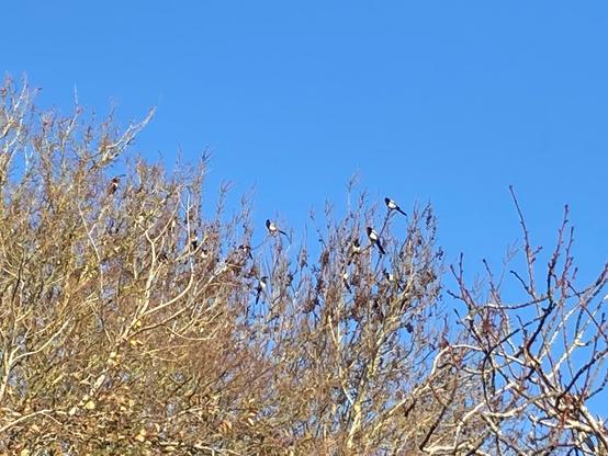 Tree tops bare of leaf in a sunny autumnal clear blue sky. More than twenty magpies are perched together in the trees. Their black heads and tails and white bodies clearly visible despite being on the limit of a phone cameras zoom.