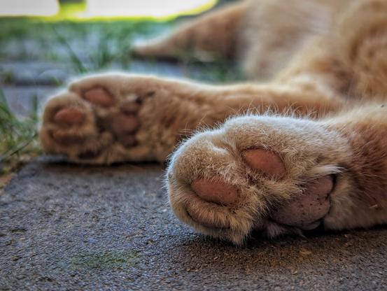 A close-up view of a relaxed ginger cat lying on a paved surface outdoors, focusing on its rear paws. The furry pads and slightly spread toes are visible, with soft orange fur and pale pink paw pads. The background is softly blurred, and the cat appears content and at ease.
