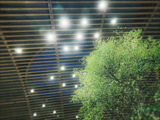 A vast ceiling sporadically dotted with lights hangs high above a lone tree in the foreground.