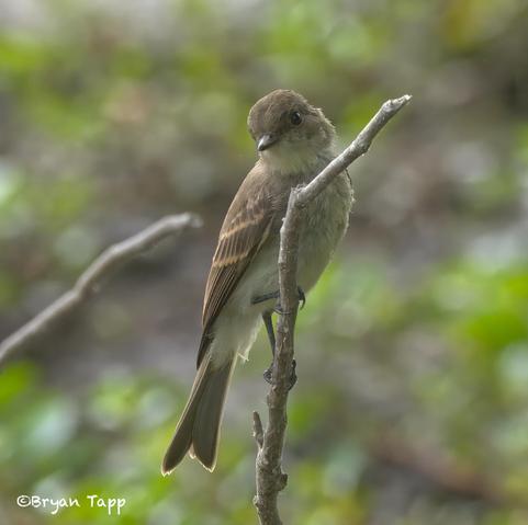 A medium-sized fly catcher - look at the hook at the end of the bill - with long wings and long tail.  the bird is looking at the camera with a questioning look.  This is an Eastern Wood-Peewee. A beautiful bird to watch in its acrobatic action.