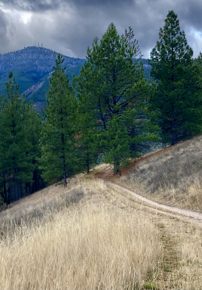 A trail crosses a grassy slope of gold and enters a stand of pine trees. In the distance, storm clouds sit atop a wooded mountain where snow is falling near the summit.
