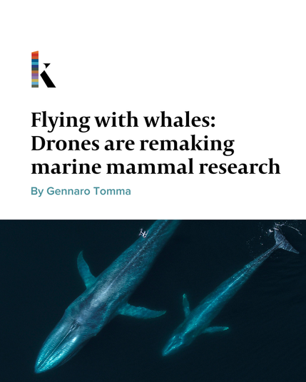 A drone hovers over two blue whales, a mother and baby, as they swim side by side.