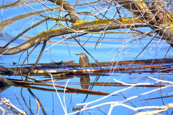 Un blongios nain (sorte de petit héron) debout sur des roseaux morts flottant sur une eau d'un beau bleu ciel et à effet de miroir. Il est à l'abri sous la branche d'un arbre couché, et sa tête est éclairée par un petit rayon de soleil. L'ambiance est lumineuse et colorée.