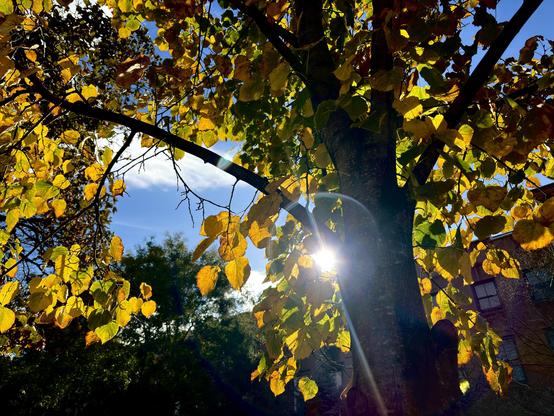 Photo of the sun shining through the glowing yellow leaves of a tree. In the background is an apartment building under a vivid blue sky with a few white clouds.