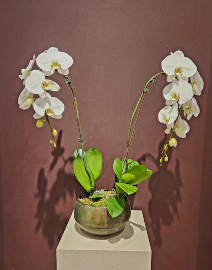 A planter with orchids sits on a tall pedestal.  There are three or four stems rising in a V shape, each with 6 or so open white orchid blooms with yellow centers.