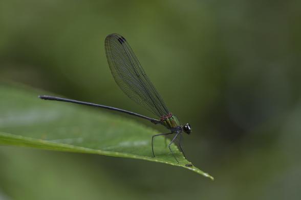 a white-faced clearwing damselfly (Echo modesta) perched on a leaf by a shaded forest stream