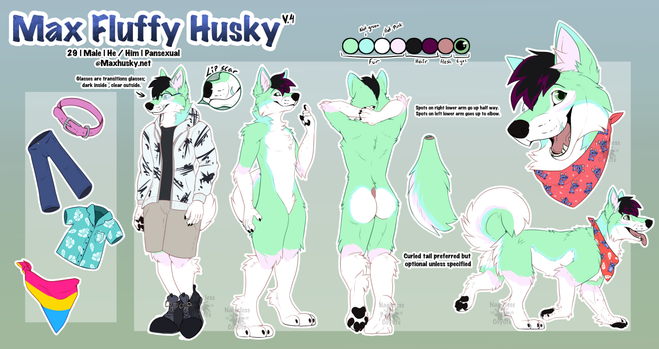 A big digitally drawn ref sheet of a husky character. 3 of the drawings are anthro, one feral and one headshot.