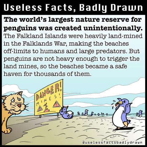 The world's largest nature reserve for penguins was created unintentionally.
The Falkland Islands were heavily land-mined in the Falklands War, making the beaches off-limits to humans and large predators. But penguins are not heavy enough to trigger the land mines, so the beaches became a safe haven for thousands of them.