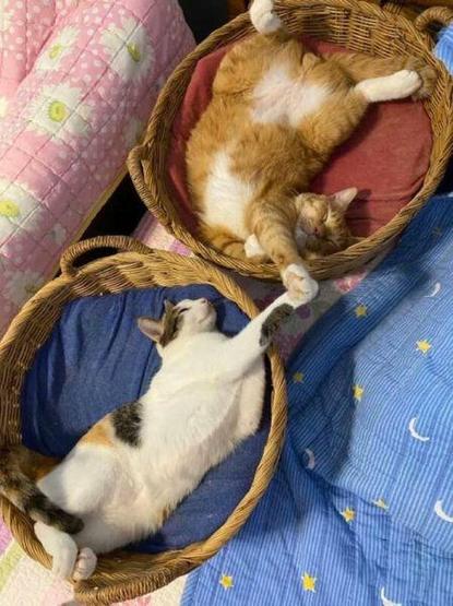 Obraz przedstawia dwa brązowe kosze wiklinowe umieszczone na kolorowych tkaninach. W każdym koszu leży kot.

Kot w górnym koszu jest w kolorze rudym i leży na plecach, z lekko wygiętym ciałem. W dolnym koszu znajduje się kot biało-brązowy, również leżący na plecach i wyciągający przednie łapy. Kosze są częściowo wypełnione materiałem, który zapewnia kotom wygodę. Tkanina pod koszami jest w kolorze niebieskim w białe paski i w kolorze różowym w paski. Na tkaninach widnieją drobne wzory w kształcie gwiazdek i księżyców.

Dostarczone przez @altbot, wygenerowane lokalnie i prywatnie za pomocą Gemma3:27b

🌱 Zużyta energia: 0.118 Wh