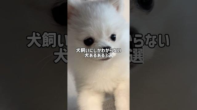 犬あるある3選🐶 #ポメラニアン #犬 #犬のいる生活