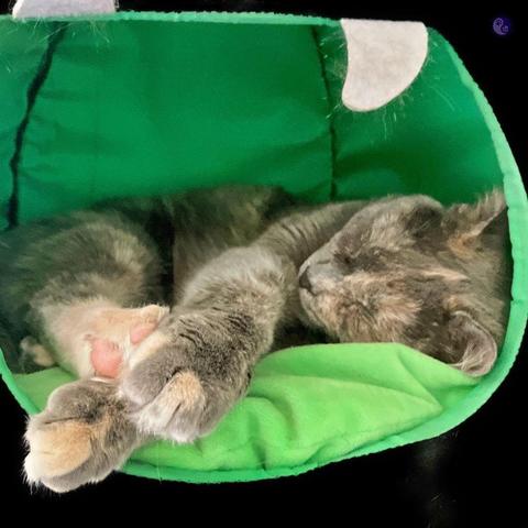 Close-up of the emerald green interior of cat warming hut, shaped like a dragon head with two white felt teeth visible, radiating long fibers which catch the light. Inside there sleeps a small, dilute tortoiseshell, cat. She's on her side, paws thrust outside the opening of the hut to catch sunlight, all soft gray and dappled with cream and orange, except a paw which is all cream and orange.
