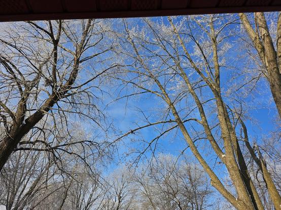 Many bare-branched trees reach up to a bright blue sky. Their tiny branch tips are coated white with hoar frost.