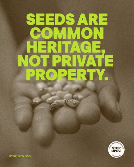 #SeedSovereignty is under attack — but resistance is growing

#2Dec
✊🏽Global day of action against #UPOV
👉 https://StopUPOV.org | #StopUPOV

Let's continue to defend #SeedFreedom

Together, we can keep #seeds in the hands of peasants who feed the world

#UNDROP #RightToSeeds #Right2Seeds #FoodSovereigntyNOW