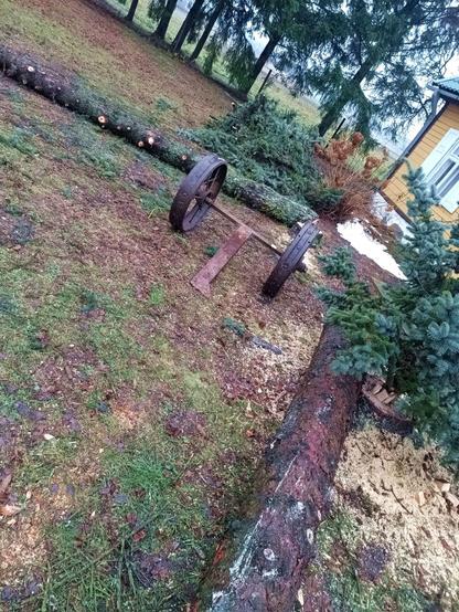 The newly minted log wheels are sitting betwen two logs in the front yard.