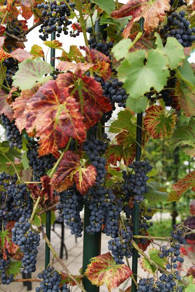 Roter Wein, Blätter rostfarbig verfärbt