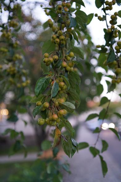 Holzapfel oder ähnliches? Kleines Obst jedenfalls am Ast