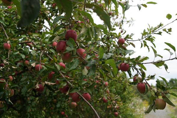 Reife, rote Äpfel am Baum