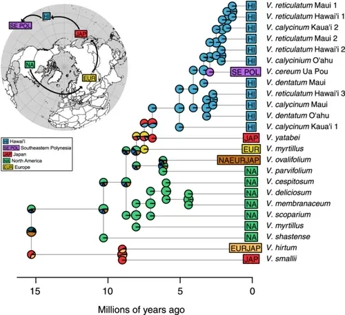Figure 2 from the linked paper, showing a hypothesized dispersal history from North America east to Eurasia, Japan, and Polynesia on a north polar view of the globe; and a time-calibrated phylogeny of Vaccinium species by their geographic locations