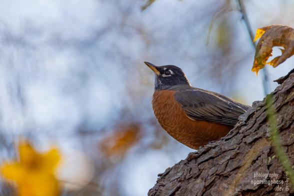 An orange-breasted robin raises its yellow beak hopefully to the sky.