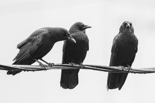 A black and white photo of three American crows (Corvus brachyrhynchos) perched on a thick power line together against a very pale cloudy sky. They are very large, jet-black songbirds.