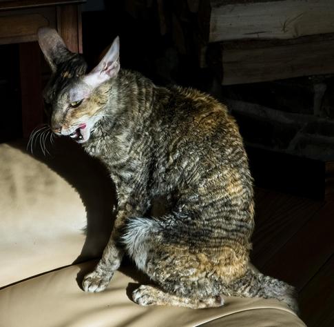 A young, slim tabby cat with short curly fur is sitting in a patch of sunlight on a cream coloured chair. She has her mouth open and her tongue is poking out of the side of her mouth.