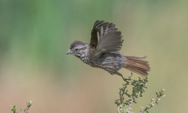 Song Sparrow