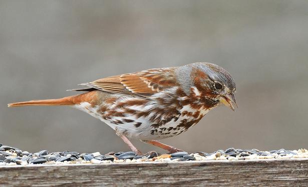 Fox Sparrow