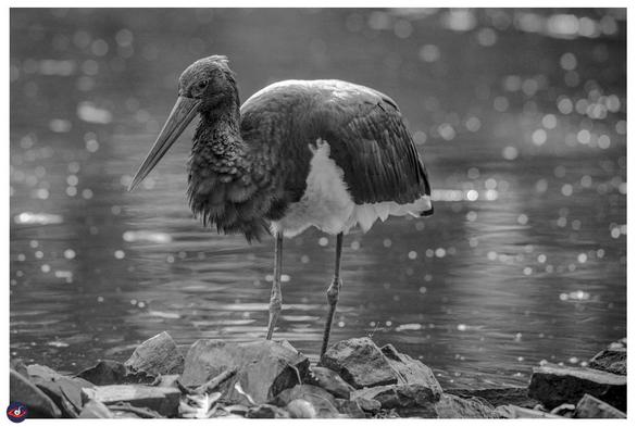 a black and white photograph of a black stork sitting at the edge of a water body, there are stones in front of it.

the bird has black (somewhat iridescent) and white feathers - and the beak is mostly red in color