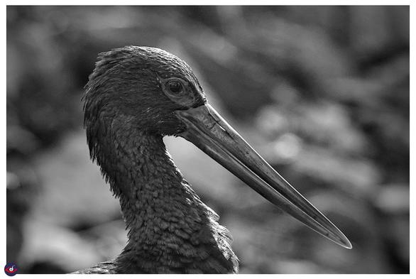 a black and white photograph of a black stork

the bird has black (somewhat iridescent) feathers - and the beak is mostly red in color [Not visible in this photo]