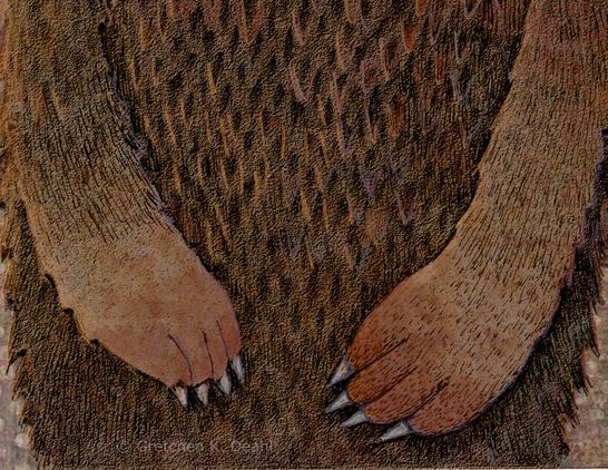 Textured colors of spotted, mottled brown and orange. An ink drawing of a cat/bear-like creature stares with distress and wonder outward. It has a  small nose and a long thin mouth with seven sharp protruding teeth.  It clawed arms hang protectively in front of it.