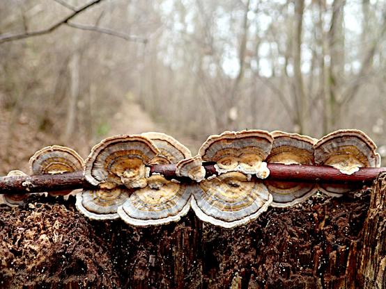 auf einem großen zerfasernden baumstumpf ist ein kleiner zweig abgelegt, knapp kleiner-finger-dick mit rotbrauner rinde, aus dem je nach zählweise sieben bis elf pilzfruchtkörper der schmetterlingstramete sprießen. die wuchsform von trameten ist flach konsolenartig bis ohrenförmig, waagerecht seitlich aus totholz. hier, wo das substrat so dünn ist, umfassen die pilzfruchtkörper den zweig mit einer art dünnem fuß direkt an der anwuchsstelle, einen stiel gibt es nicht. den namen schmetterlingstrameten hat diese art wegen der schönen farben, die wachstumsringartig um die ansatzstelle angeordnet sind. hier von innen nach außen erst breit bernstein-golden mit dünnem dunkelbraunem kontrast zu einem dünnen hellblauen streifen, gefolgt von nochmal bernstein-orange und einem weiteren, etwas breiteren und blasseren hell grau-blauen ring, wieder dunkelbraun kontrastiert zum weißen rand, der dann in cremefarben übergeht. im hintergrund sind unscharf junge laublose bäume und ein weg zu erkennen.