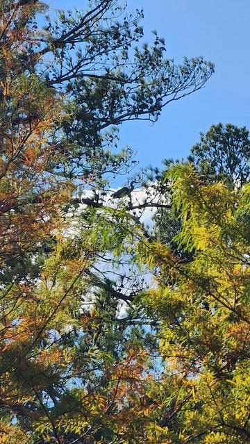 A large bird perched high up in a tree silhouetted against a bright blue sky.