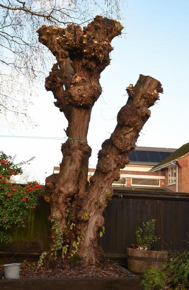 Description by Gemini Fast: A tall, multi-trunked tree that has been severely pollarded, resulting in a massive, gnarled, and knobby main trunk with thick, newly cut limbs on top. The rough bark is a dark brown. The tree is in a residential garden, set against a dark wooden fence, with a shrub bearing small red berries on the left, and a house roof with solar panels in the background under a pale winter sky.