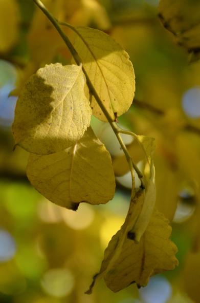 Description by Gemini Fast: A vertical, sun-drenched close-up of a few small, rounded leaves, possibly from a Poplar or Aspen, hanging from a thin branch. The leaves are fully yellow, indicating late autumn. Sunlight filters through the leaves, illuminating them brightly and creating a warm, soft-focus bokeh background of blurred yellow and green.