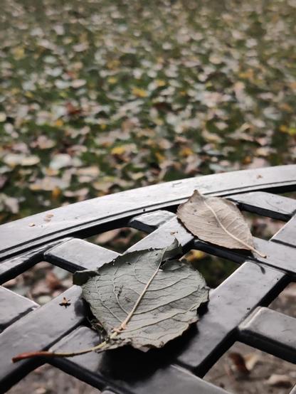 Description by Gemini Fast: A vertical photo focusing on two dull green and brown leaves resting on the geometric metal grating of a dark bench. The background is a soft, shallow depth-of-field blur of a ground covered entirely in scattered, fallen autumn leaves in shades of green, brown, and yellow. The contrast highlights the texture and form of the foreground leaves and the bench.