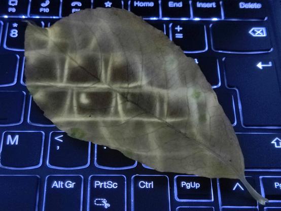 Description by Gemini Fast: A creative close-up of a large, pale brown autumn leaf resting directly on a laptop keyboard. The leaf is translucent, and the blue backlight from the keys, particularly the square keys in the center, shines through the leaf veins and tissue, creating a ghostly, grid-like pattern on the surface. Keys like 'M', 'Ctrl', and 'PgUp' are visible.