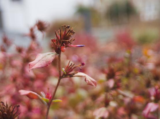 Some brautifull flowers in color