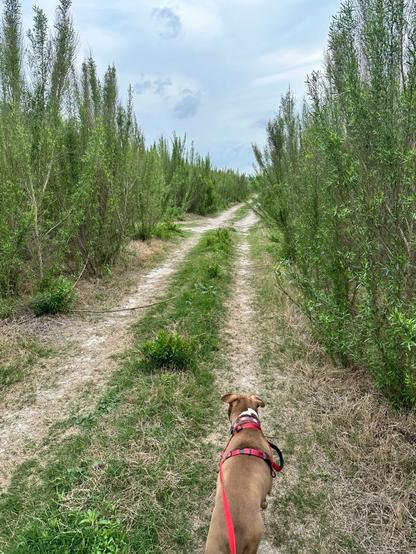 Marcel walking in lake at Thousand Trails Lake Medina in Lakehills, Texas. Picture by Happy Vegan Campers.