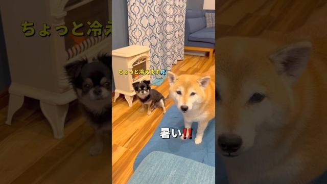 チビは寒がり🐶#柴犬 #チワワ #shorts