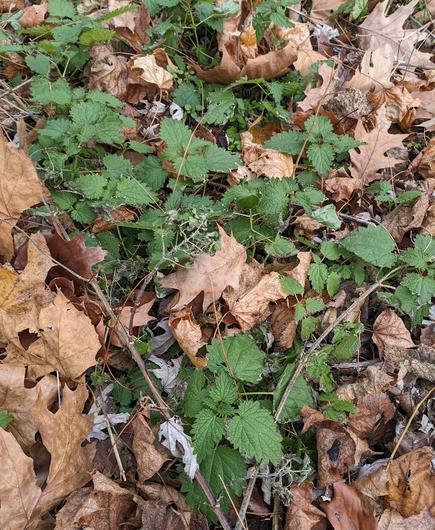Fall leaf litter hides a patch of young nettle growth. The heart-shaped, serrated leaves still look fresh and bright green.
