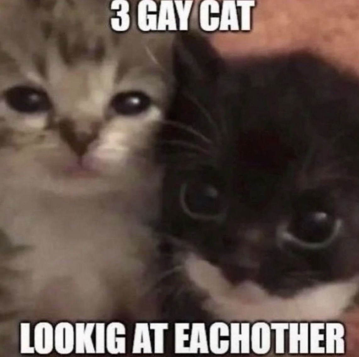 Two kittens, one striped and one black, are looking at the viewer with exaggerated expressions. The image features text that humorously states, "3 GAY CAT LOOKIG AT EACHOTHER."
