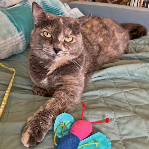 A dilute tortoiseshell cat reclines on a sage green comforter, one foreleg stretched out to touch a felt bumblebee cat toy, with skeptical golden eyes looking upwards at the camera person, illustrating Unbreeds: the Regional Barn Cat.