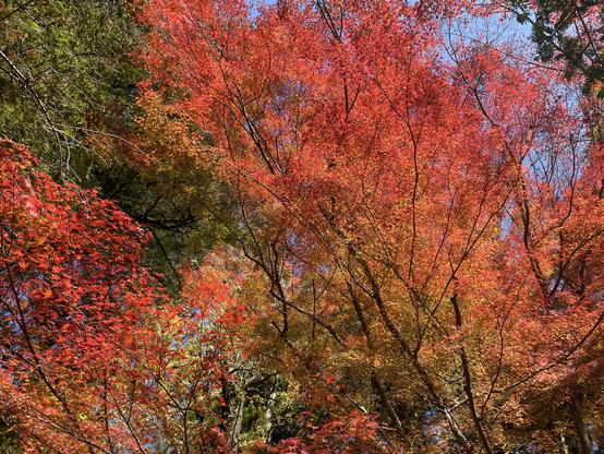 Maple leaves in autumn in Japan