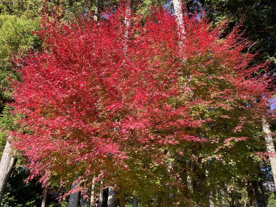 Maple leaves around their maximum red