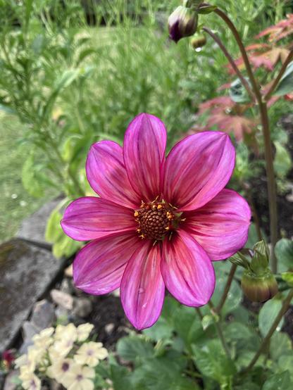 A bright pink dahlia with striking stripes and a central cluster of yellow and brown stamens, surrounded by green foliage and other budding flowers.